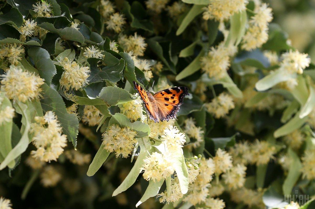 Цей вид метеликів називається сонцевік чорно-рудий