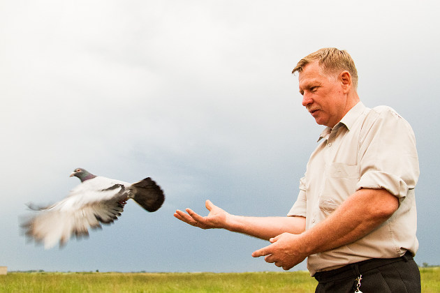 Фото: Наталя Барова   Ось уже 40 років спортивний голубівник Валерій Русаль доглядає за своїми поштовими