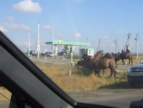 В районі Саратова зустріли купку верблюдів
