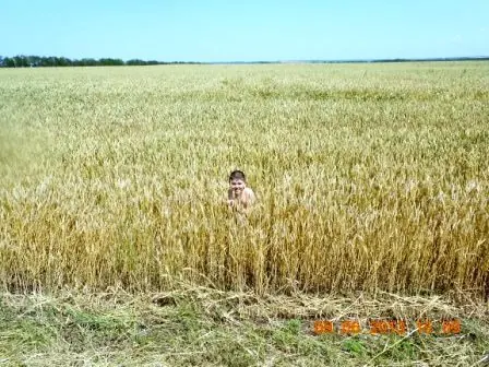 Вже жовті поля пшениці