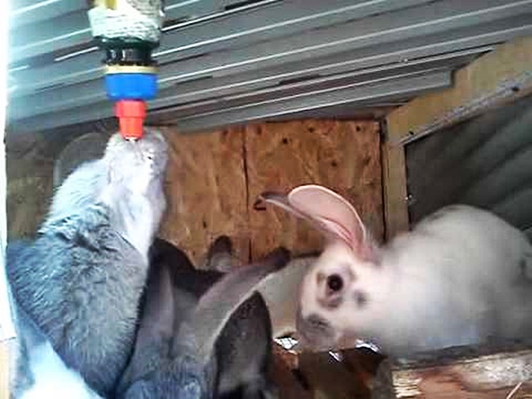 Справа в тому, що для отримання води, кролик повинен натиснути язичком на спеціальний кулька